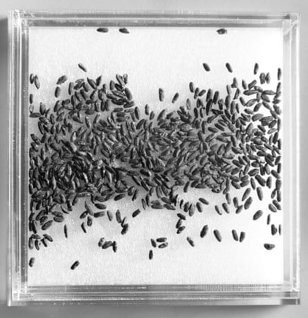 ‘China is not just one entity’: major exhibition aims to showcase unseen diversity 1 Carbonized rice. 20 x 20 cm (7 7/8 x 7 7/8 in.).