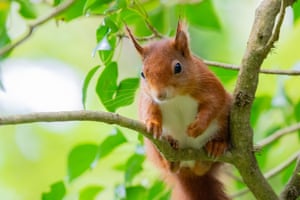 A red squirrel. The Wildlife Trust of South & West Wales has launched a campaign in response to a proposed energy park development which threatens to destroy 40 hectares of forest that is home to one of the last red squirrel populations in Wales. The development would increase the chances of local extinction of red squirrels. Once a common sight in forests across the country, now there are just three populations of red squirrels remaining in Wales. The population is the only one to currently exist without introductions of captive bred or translocated individuals to reinforce the population