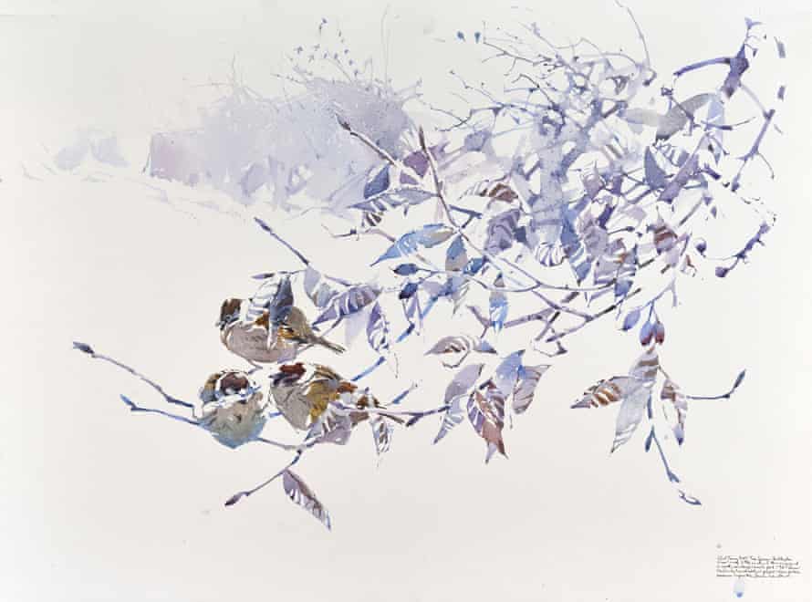 Sparrow painting by Darren Woodhead.