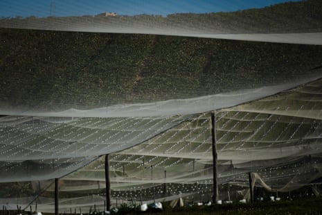 Blueberry farm with polytunnels on the NSW mid-north coast