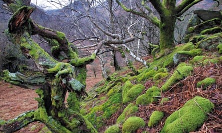 Rainforest in Borrowdale in the Lake District.