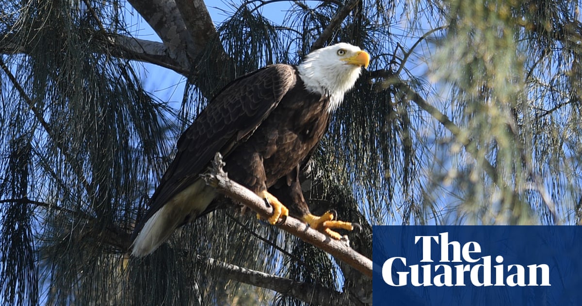 Rat poison found in bodies of 80% of American eagles