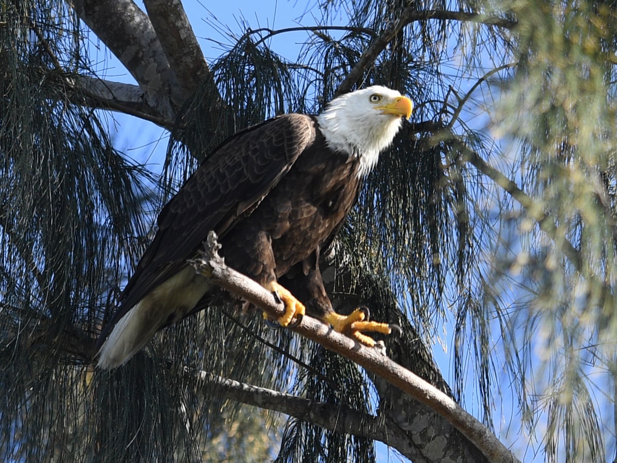 Rat poison found in bodies of 80% of American eagles | Birds | The Guardian