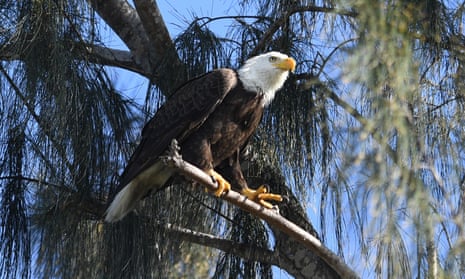 An American bald eagle is seen on edge of the Florida Everglades at Pembroke Pines last month. Eagle numbers in the US quadrupled between 2009 and 2019, leading to their removal from the endangered species list.