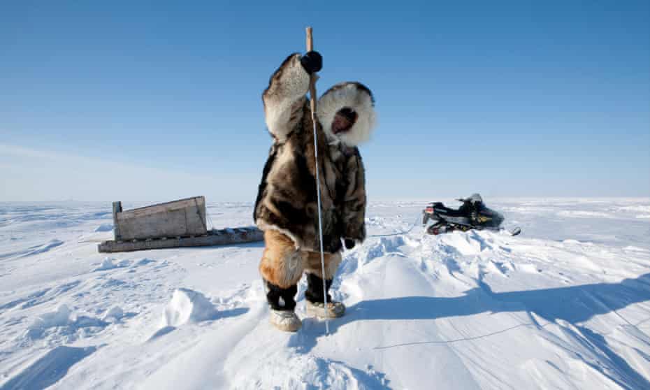 ‘Only take what you need’: the Arctic region’s Inuit communities hunt adult harp seals only.