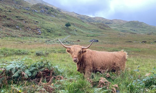 Mountain cattle were found on the way.