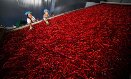 I lavoratori smistano i peperoncini in una cooperativa nella provincia di Guizhou, nel sud-ovest della Cina.