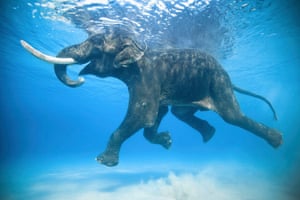 An underwater image of an elephant swimming