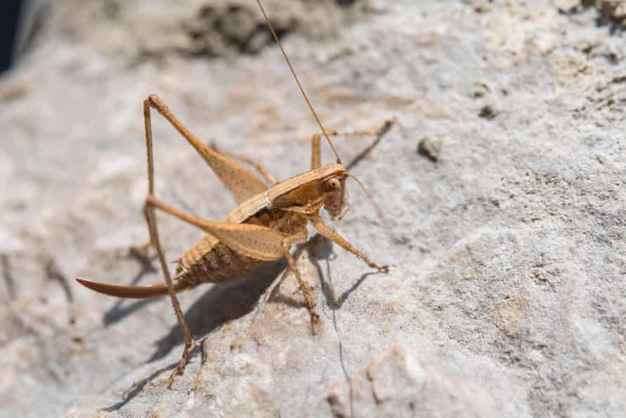 ‘I spent the evening jumping around in my seat’ … a Raymond’s Bush-cricket