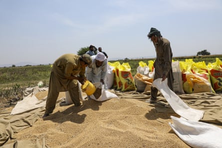 Farm workers pack wheat grain into sacks