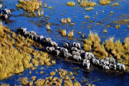 A herd of elephant crossing wetlands in the Okavango Delta in Botswana.
