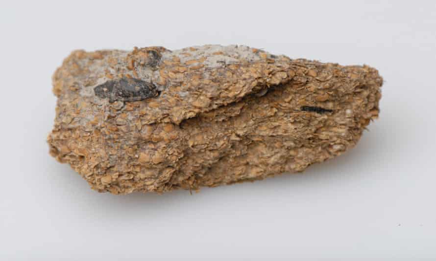 An analysis of ancient human excrement from the Hallstatt salt mines in Austria revealed a diet of beans, millet and barley.