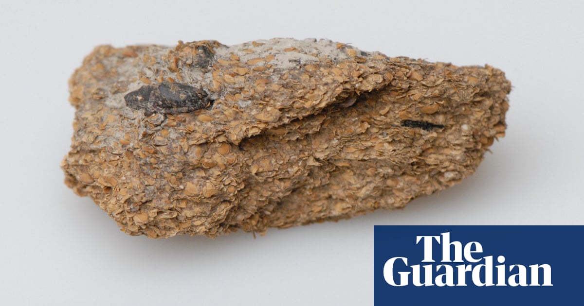 ‘Sophisticated’: ancient faeces shows humans enjoyed beer and blue cheese 2,700 years ago