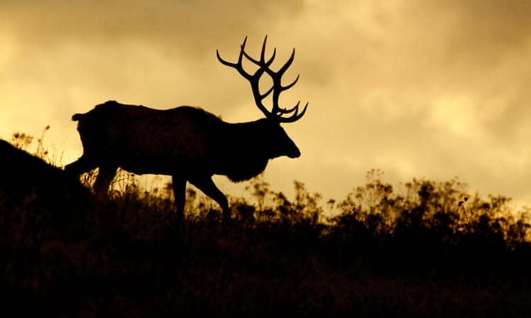 Arizona woman dies after attack by elk she was suspected of feeding