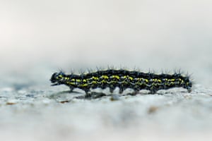 A scarlet tiger caterpillar crawls along at Toronto Botanical Garden in Ontario, Canada