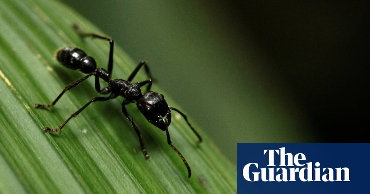 Researchers estimate there are 2.5m ants for every human across the planet