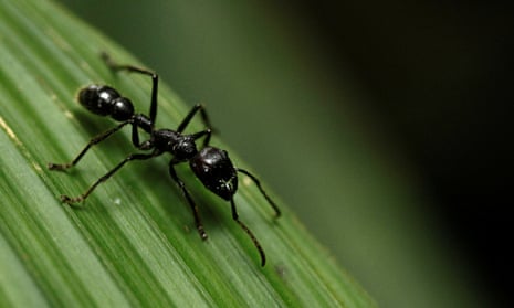 A bullet ant. There are more than 12,000 known species of ants and they are native to nearly everywhere on Earth.
