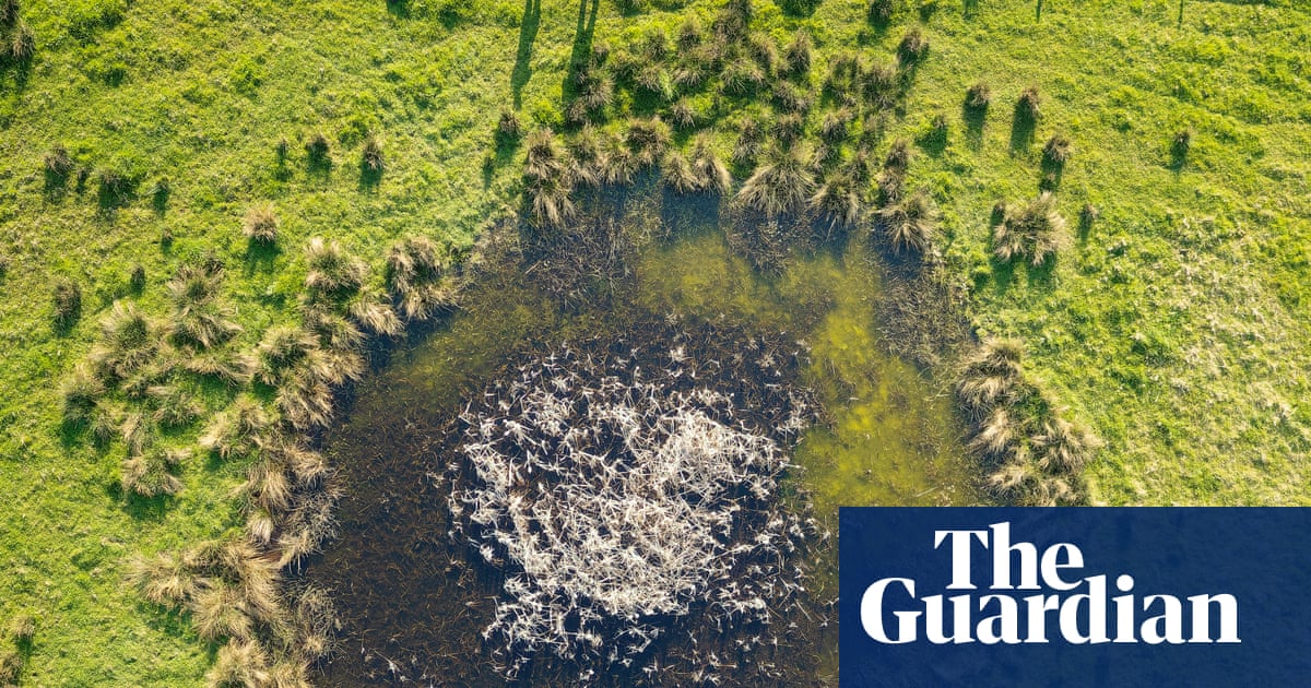 From V2 rocket-scarred London to Ukraine: how nature thrives in bomb craters