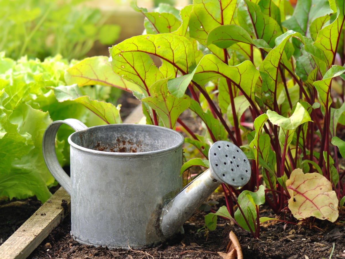 Coronavirus Gardening Boom Overwhelms Seed Suppliers In New Zealand And Australia New Zealand The Guardian