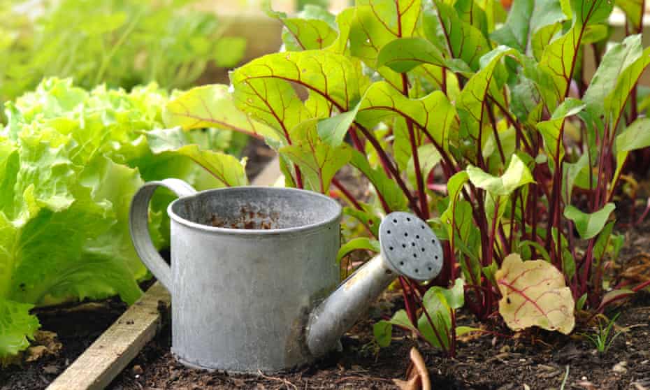 Watering can in a vegetable garden