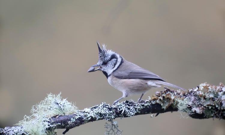 Country diary: Even just a glimpse of a crested tit is a gift Country diary: Even just a glimpse of a crested tit is a gift