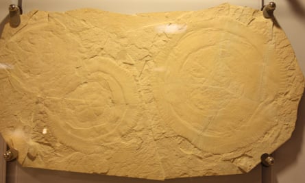 A pair of rare fossil jellyfish from the Jurassic of Germany