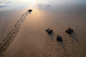 Lhoknga beach, Indonesia Baby sea turtles head towards the sea at sunset in Aceh province