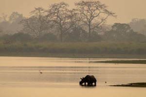 Um rinoceronte de um chifre pasta no Parque Nacional Kaziranga, a leste de Guwahati, na Índia. Declarado parque nacional em 1968 e Patrimônio Mundial da Unesco, o Parque Nacional Kaziranga é famoso pelo rinoceronte de um chifre ao lado de outros animais e pássaros