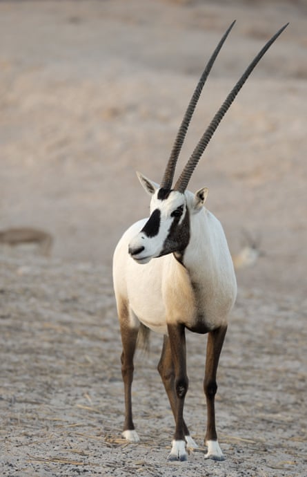 Arabian oryx with two long horns looks sideways