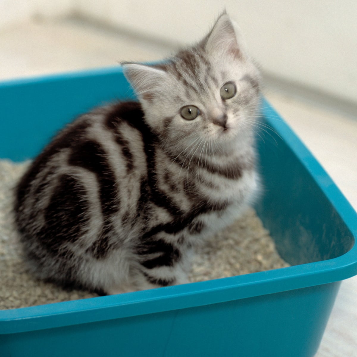 Can A Cat Poo Parasite Turn You Into A Millionaire Cats The