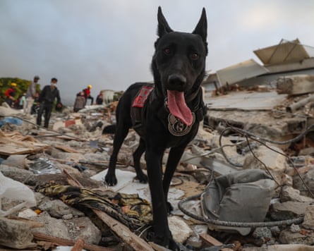 A search and rescue dog hunts for victims amid debris of a demolished building at in La Guaira