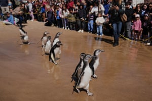 Magellanic penguins walk toward the ocean after they were released after a rehabilitation process, in Punta del Este, Uruguay