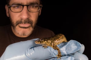 Researcher Juan Ramon Fernandez Cardenete holds an Iberian ribbed newt (Pleurodeles waltl).