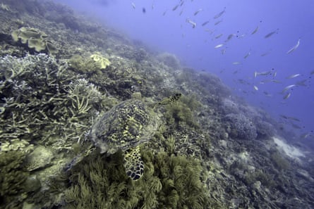 A sea turtle swimming over a badly bleached coral reef