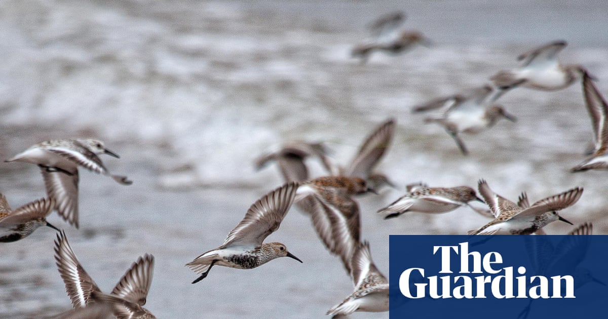 Country diary: What a privilege it is to witness bird migration on such a scale | Country diary