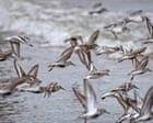 Country diary: What a privilege it is to witness bird migration on such a scale | Country diary