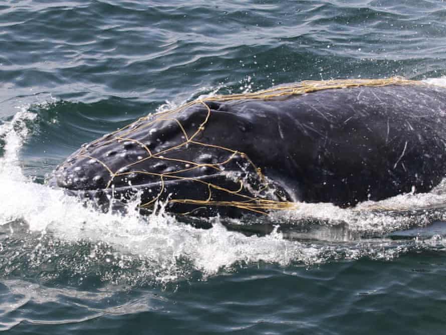 A fishing net on a young whale calf.