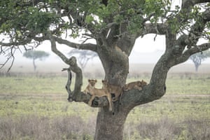 Uma família de leões que busca abrigo do sol escaldante da África descansando em uma árvore no Parque Nacional Serengeti, na Tanzânia. O fotógrafo que capturou os gatos relaxados disse: “ver leões lá em cima não é muito típico, é mais comum com leopardos”.