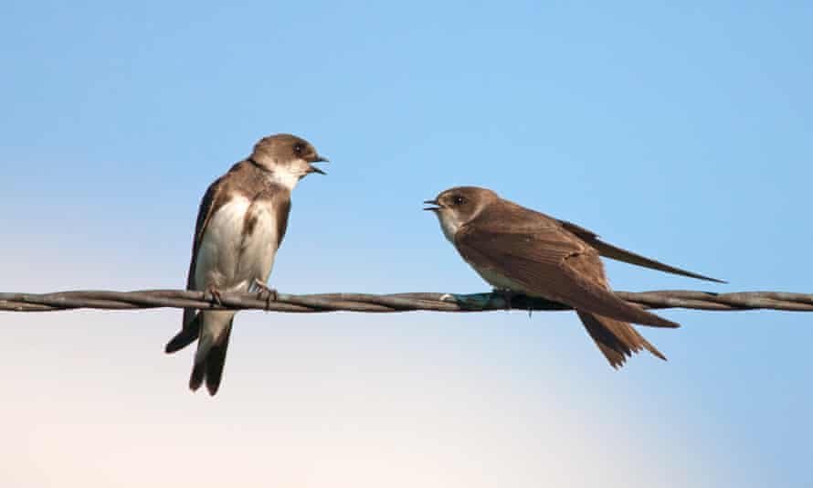 Sand martins.