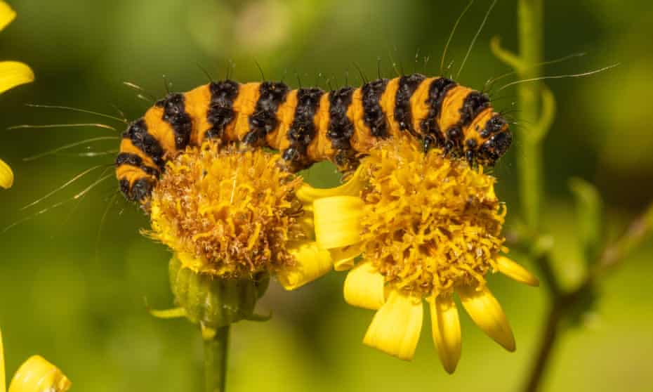 cinnabar caterpillar