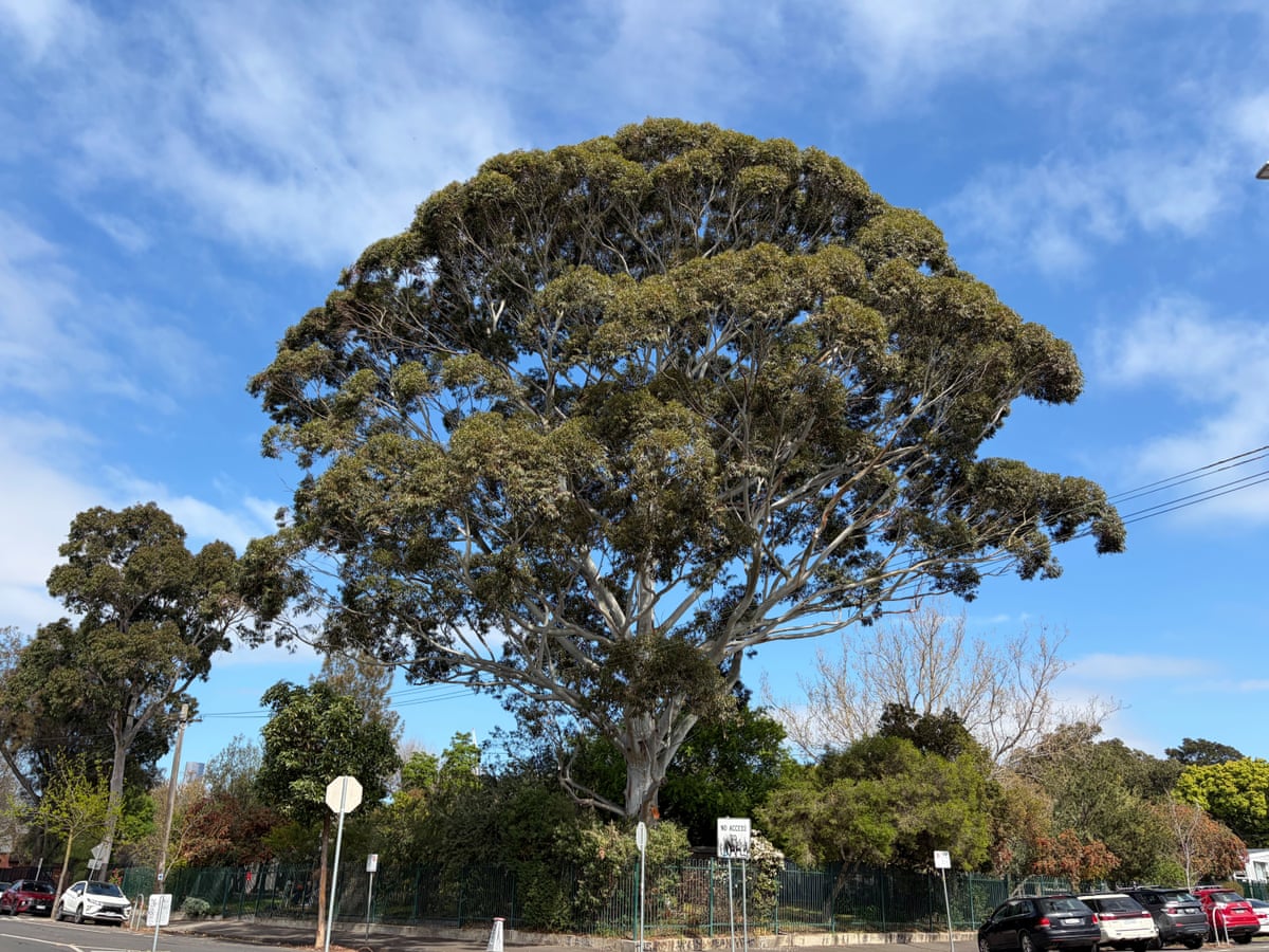 Flooded gum (Eucalyptus grandis) in Carlton North