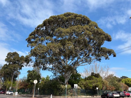 Flooded gum (Eucalyptus grandis) in Carlton North