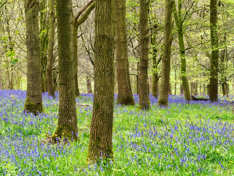 Bluebells in Hollybank Wood