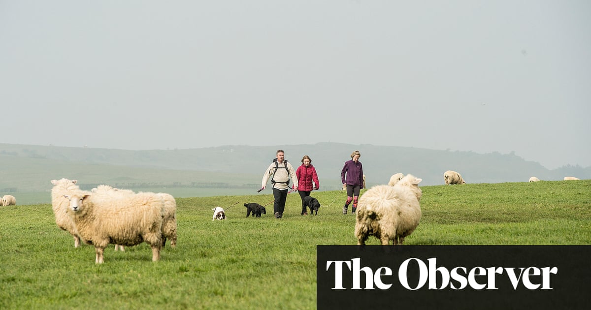 If your dog goes for my sheep, then I will shoot, UK farmers warn walkers