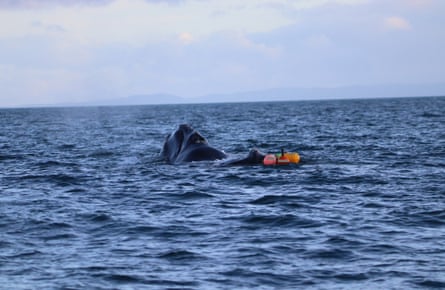 The southern right whale – or tohorā – entangled off the coast of New Zealand.