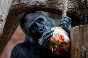 A gorilla eats an ice block full of fruit