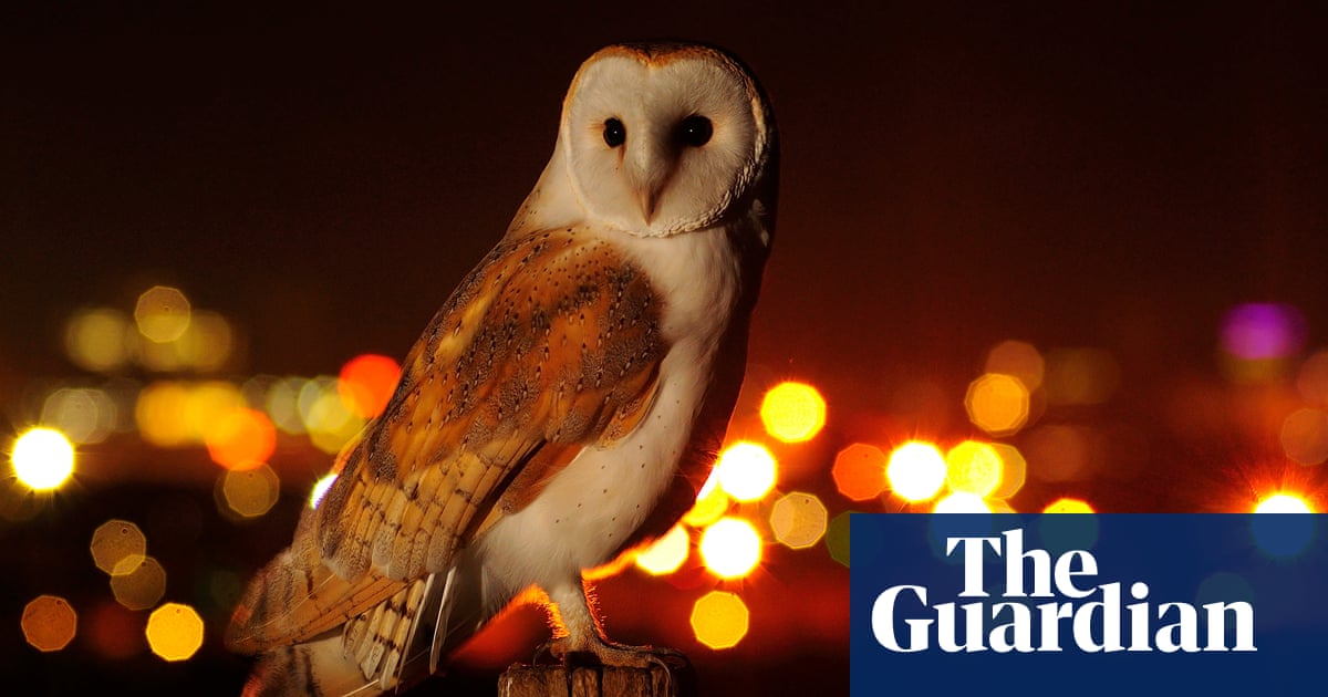 What a hoot! Owl sightings increase in London  and not just in the leafy suburbs