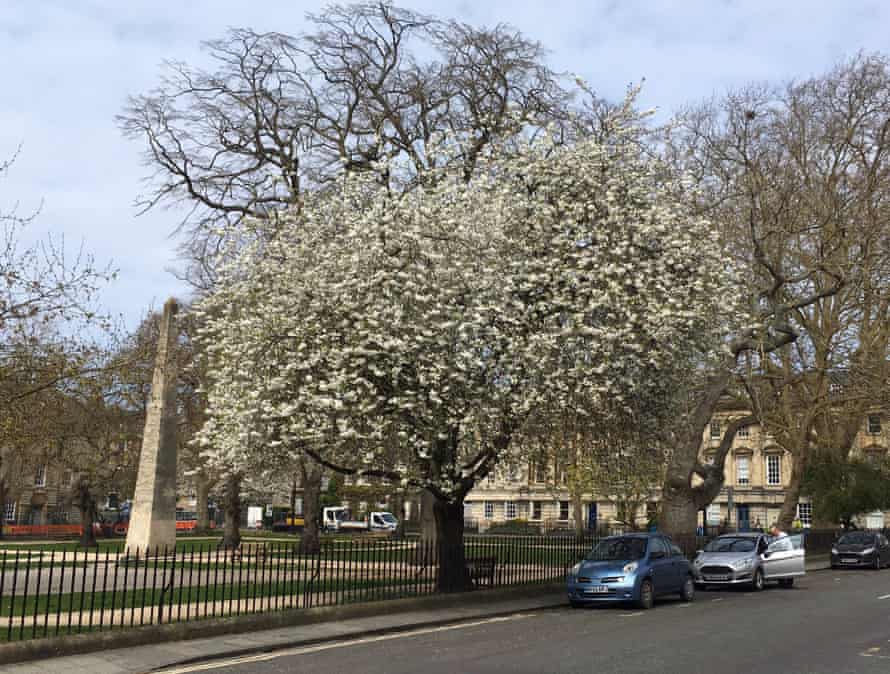 Queen’s Square in Bath. Credit Sara Foster