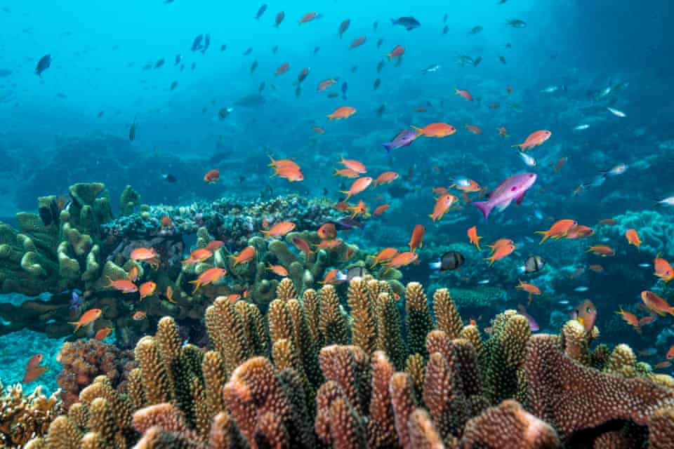 Fish stocks on the coral reefs of the Namena reserve and Vatu-i-Ra conservation park off Fiji