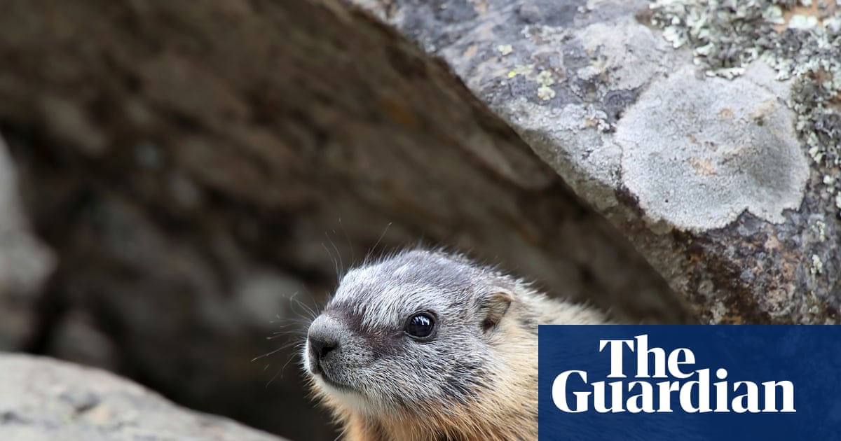 Scientists who turned to OnlyFans to fund marmot research receive crypto boost